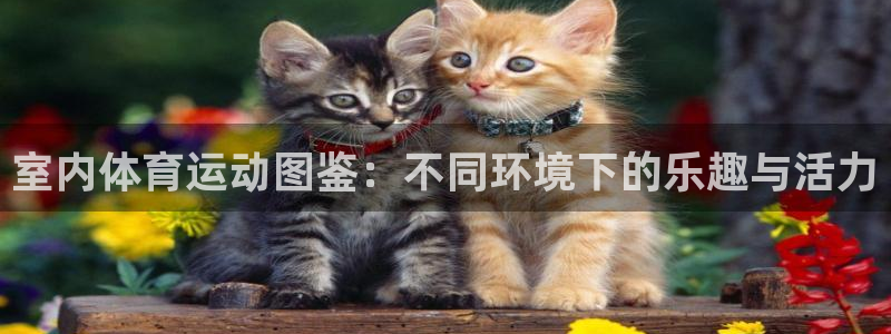 雷速荷甲：室内体育运动图鉴：不同环境下的乐趣与活力
